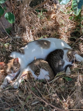 Illustration de l'article : Ils font rapatrier des chatons malades vers Paris et constatent avec effroi qu’ils ont été ramenés vers la Crête
