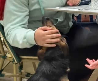 Illustration de l'article : En plein dîner, un chien errant affamé s’invite à la table 2 clientes d'un restaurant et repart avec une nouvelle famille