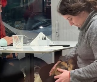 Illustration de l'article : En plein dîner, un chien errant affamé s’invite à la table 2 clientes d'un restaurant et repart avec une nouvelle famille