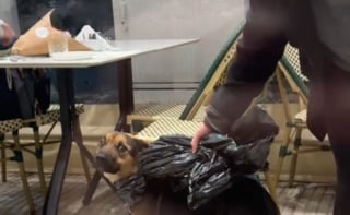 Illustration de l'article : En plein dîner, un chien errant affamé s’invite à la table 2 clientes d'un restaurant et repart avec une nouvelle famille