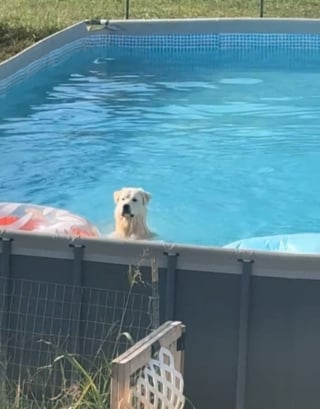 Illustration de l'article : Ce chien qui adore la piscine déjoue toutes les règles pour s'y offrir une baignade à l'insu de sa famille (vidéo) 
