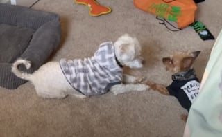 Illustration de l'article : Recouvert de noeuds, ce chien abandonné décide de suivre une jeune femme en balade sans savoir qu’il vient de trouver sa famille pour la vie
