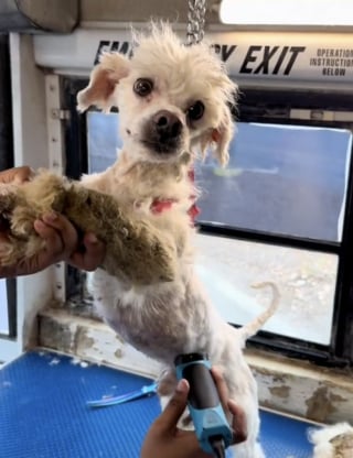 Illustration de l'article : Recouvert de noeuds, ce chien abandonné décide de suivre une jeune femme en balade sans savoir qu’il vient de trouver sa famille pour la vie