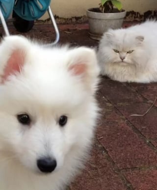 Illustration de l'article : 8 photos drôles de chats qui comprennent à l’instant qu’ils vont désormais devoir cohabiter avec un chiot