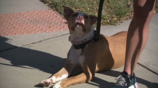 Illustration de l'article : L'intervention courageuse d'un chien et de sa maîtresse en promenade matinale met fin à une tentative de vol de voiture