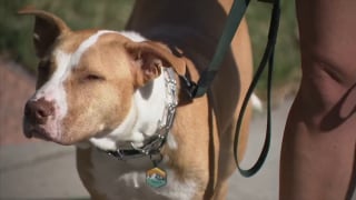 Illustration de l'article : L'intervention courageuse d'un chien et de sa maîtresse en promenade matinale met fin à une tentative de vol de voiture