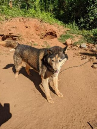 Illustration de l'article : 4 ans après avoir été découvert enchaîné et négligé, ce Husky mène une vie bien différente