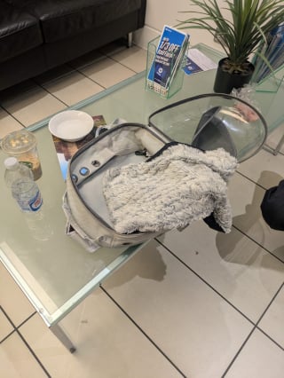 Illustration de l'article : Une famille de chat découverte à l’intérieur d’un sac dans les toilettes d’une gare