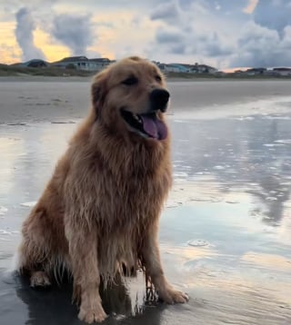 Illustration de l'article : Un Golden Retriever court vers la fenêtre en comprenant que son meilleur ami arrive et ne peut contenir sa joie (vidéo) 