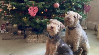 Illustration de l'article : Brûlée par accident en cuisine, cette chienne retrouve la sérénité grâce à la réaction rapide de ses maîtres