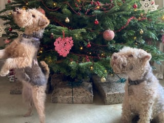 Illustration de l'article : Brûlée par accident en cuisine, cette chienne retrouve la sérénité grâce à la réaction rapide de ses maîtres