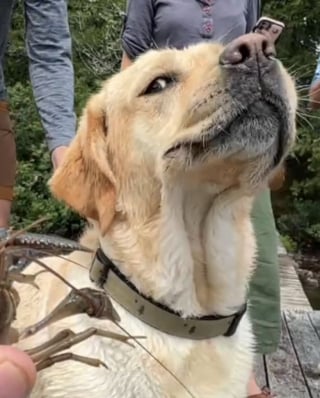 Illustration de l'article : En faisant pour la première fois la rencontre d’une écrevisse, cette jeune chienne ne peut s’empêcher de se laisser déborder par ses émotions (vidéo)