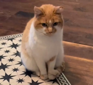 Illustration de l'article : Chargée de surveiller et d’empêcher ses amis chevaux d’entrer dans la maison ses humains, cette chatte faillit à sa tâche et décide de s’enfuir rapidement (vidéo)