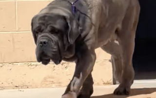 Illustration de l'article : Après avoir été abandonné 2 fois dans le désert, ce Mastiff démarre avec un immense courage un nouveau chapitre de sa vie (vidéo)