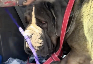 Illustration de l'article : Après avoir été abandonné 2 fois dans le désert, ce Mastiff démarre avec un immense courage un nouveau chapitre de sa vie (vidéo)