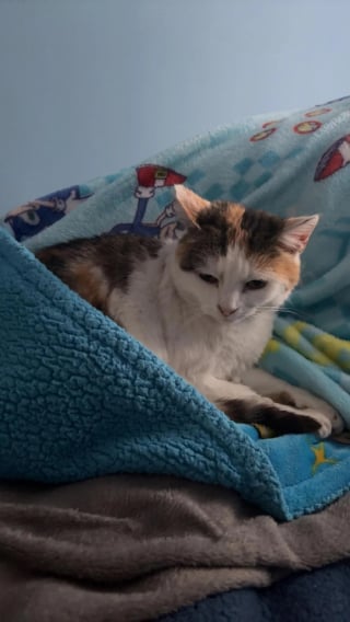 Illustration de l'article : Elle ne possède pas de chat, mais en trouve un squattant son lit sans la moindre gêne en rentrant chez elle