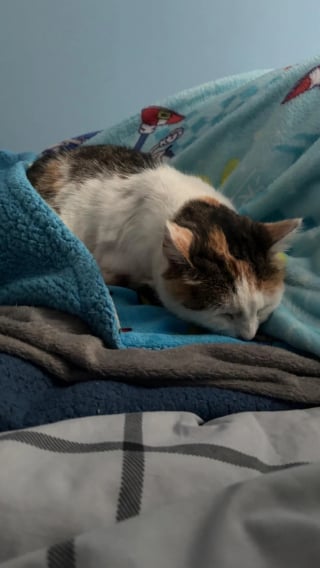 Illustration de l'article : Elle ne possède pas de chat, mais en trouve un squattant son lit sans la moindre gêne en rentrant chez elle