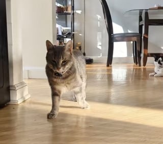 Illustration de l'article : Équipée d’un micro, cette chatte à la démarche particulière et au son de voix adorable charme TikTok (vidéo)