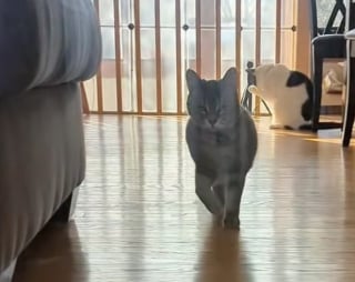 Illustration de l'article : Équipée d’un micro, cette chatte à la démarche particulière et au son de voix adorable charme TikTok (vidéo)