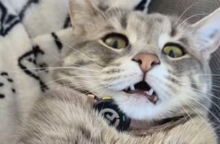 Illustration de l'article : Équipée d’un micro, cette chatte à la démarche particulière et au son de voix adorable charme TikTok (vidéo)