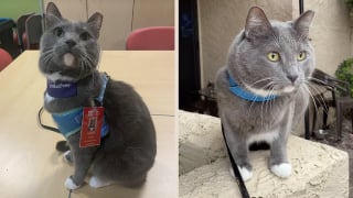 Illustration de l'article : Depuis 9 ans, ce chat de thérapie apporte joie et réconfort aux enfants hospitalisés (vidéo)