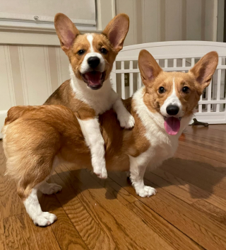 Illustration de l'article : Rescapée d’une usine à chiots, cette maman Corgi vit enfin l’amour et la tendresse qu’elle n’avait jamais connus (vidéo)