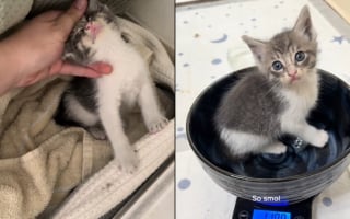 Illustration de l'article : "Je ne pouvais pas la laisser", une femme entend des cris à 1 h du matin et tombe sur un chaton en détresse dont elle change la vie