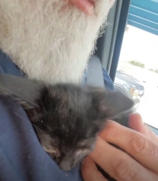 Illustration de l'article : Un automobiliste met sa vie en danger sur l’autoroute pour sauver un chaton sur le terre-plein central (vidéo)
