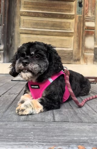 Illustration de l'article : Une chatte donne l’alerte à sa propriétaire quand son chien muet est en danger (vidéo) 
