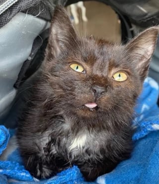 Illustration de l'article : Ce chaton ne pouvait pas manger à cause de sa mâchoire bloquée, mais une association et une opération changent tout