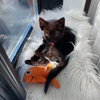 Illustration de l'article : Ce chaton ne pouvait pas manger à cause de sa mâchoire bloquée, mais une association et une opération changent tout