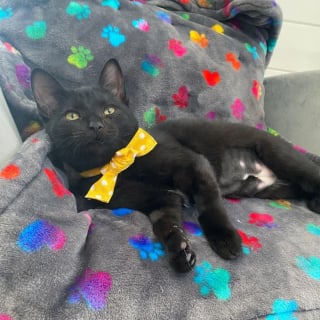 Illustration de l'article : Ce chaton ne pouvait pas manger à cause de sa mâchoire bloquée, mais une association et une opération changent tout