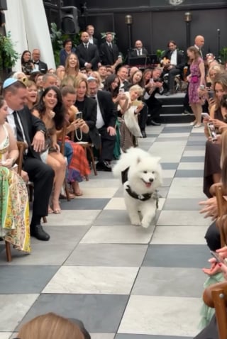 Illustration de l'article : Serviettes à son effigie, nœud papillon et boisson signature à son nom,  quand un chien devient la star du mariage de ses maîtres (vidéo)