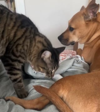 Illustration de l'article : Ce chat veille sur la patte blessée de son frère canin comme un véritable ange gardien (vidéo)