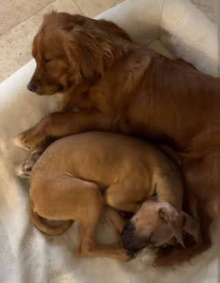 Illustration de l'article : Un chiot abandonné passe de la maigreur à une vie remplie d'amour grâce à sa famille d'accueil et à son grand frère canin (vidéo)