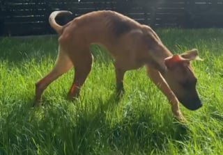 Illustration de l'article : Un chiot abandonné passe de la maigreur à une vie remplie d'amour grâce à sa famille d'accueil et à son grand frère canin (vidéo)