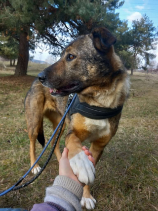 Illustration de l'article : Prise en charge par un refuge de Roumanie depuis plus de 3 ans, cette chienne attend désespérément sa famille pour la vie