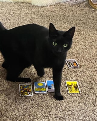 Illustration de l'article : Un chat noir abandonné à deux reprises, devient une petite star du tarot grâce à sa maîtresse (vidéo)