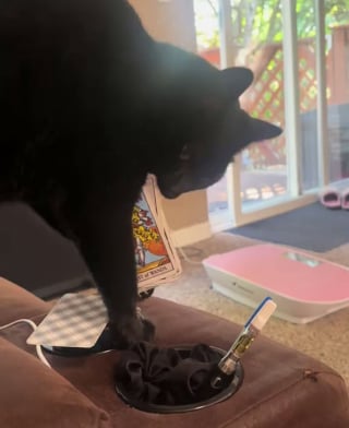 Illustration de l'article : Un chat noir abandonné à deux reprises, devient une petite star du tarot grâce à sa maîtresse (vidéo)