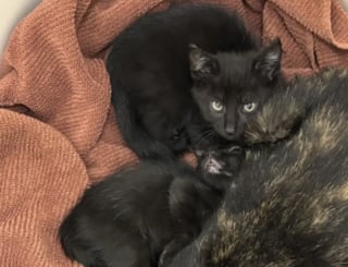 Illustration de l'article : « Je lui ai demandé de m’apporter ses bébés », après plusieurs tentatives de sauvetage, cette femme retrouve plusieurs chatons sous le capot de sa voiture 