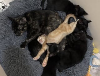 Illustration de l'article : « Je lui ai demandé de m’apporter ses bébés », après plusieurs tentatives de sauvetage, cette femme retrouve plusieurs chatons sous le capot de sa voiture 