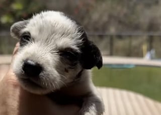 Illustration de l'article : Abandonnés, affamés et prisonniers d’une maison laissée à l’abandon, 7 chiots trouvent enfin le réconfort dans des bras bienveillants