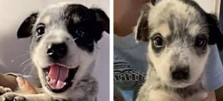 Illustration de l'article : Abandonnés, affamés et prisonniers d’une maison laissée à l’abandon, 7 chiots trouvent enfin le réconfort dans des bras bienveillants