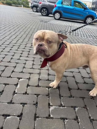 Illustration de l'article : « On va vers quoi maintenant, un Uber de l’abandon ? », un chien livré en taxi au refuge par sa maîtresse partie en voyage