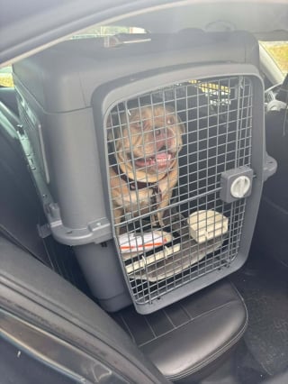 Illustration de l'article : « On va vers quoi maintenant, un Uber de l’abandon ? », un chien livré en taxi au refuge par sa maîtresse partie en voyage