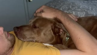 Illustration de l'article : Adopté puis abandonné 30 minutes après son adoption, ce chien se relève d’un échec douloureux et voit enfin un nouvel avenir se dessiner (vidéo)