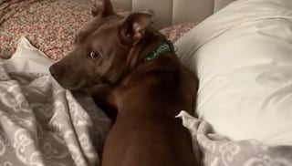 Illustration de l'article : Adopté puis abandonné 30 minutes après son adoption, ce chien se relève d’un échec douloureux et voit enfin un nouvel avenir se dessiner (vidéo)