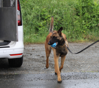 Illustration de l'article : Après 3 abandons, ce Malinois révèle tout son potentiel auprès de la gendarmerie où il profite de sa nouvelle vie