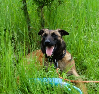 Illustration de l'article : Après 3 abandons, ce Malinois révèle tout son potentiel auprès de la gendarmerie où il profite de sa nouvelle vie