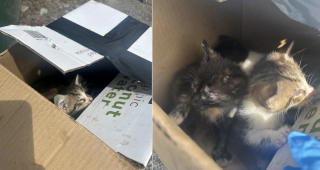 Illustration de l'article : Même carton, même endroit, 2 abandons de chatons en l'espace d'une semaine laissent les bénévoles d'un refuge perplexes